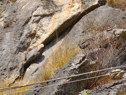 Image of Blue Rock Thrush