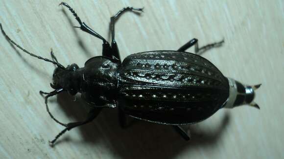 Imagem de Carabus (Limnocarabus) clatratus Linnaeus 1760