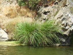 Image of Tufted Sedge