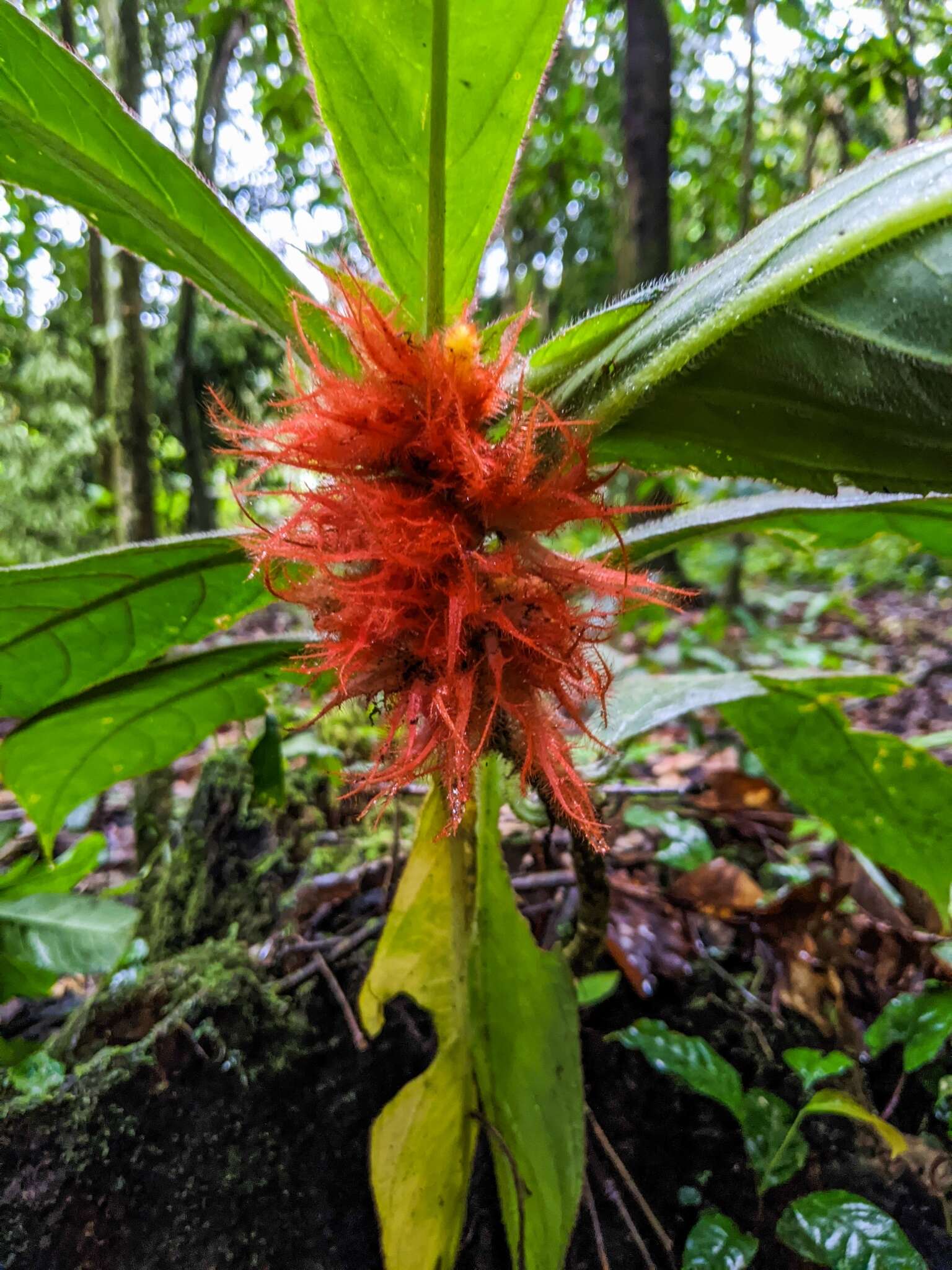 Imagem de Columnea purpurata Hanst.