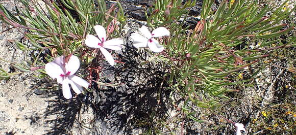 Imagem de Pelargonium laevigatum subsp. laevigatum