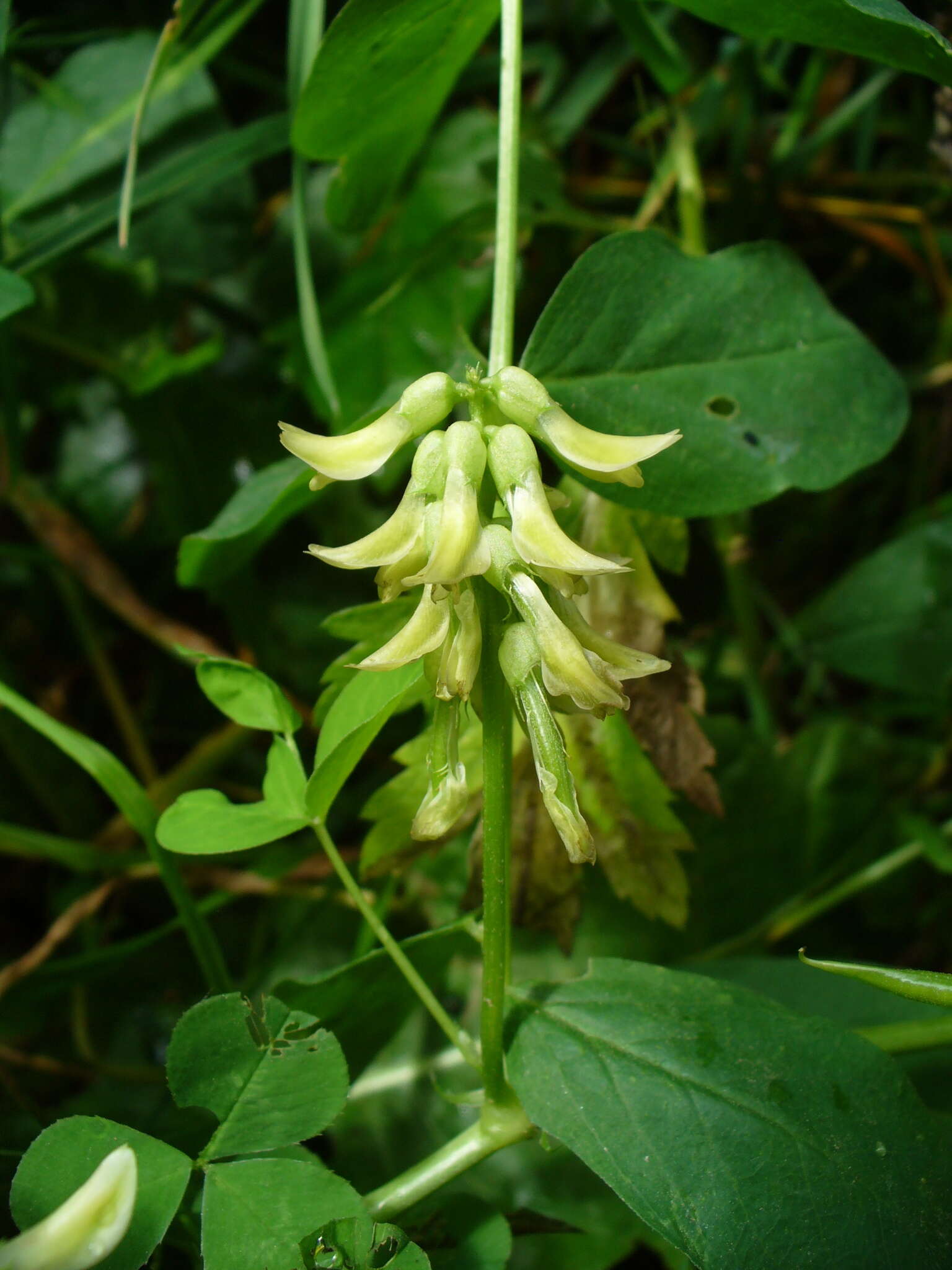 Image of licorice milkvetch