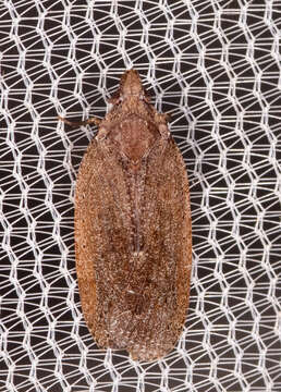 Image of Cixidia (Epiptera) fusca (Walker 1951)