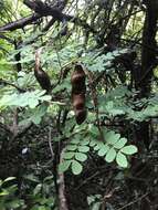 Imagem de Albizia corniculata (Lour.) Druce