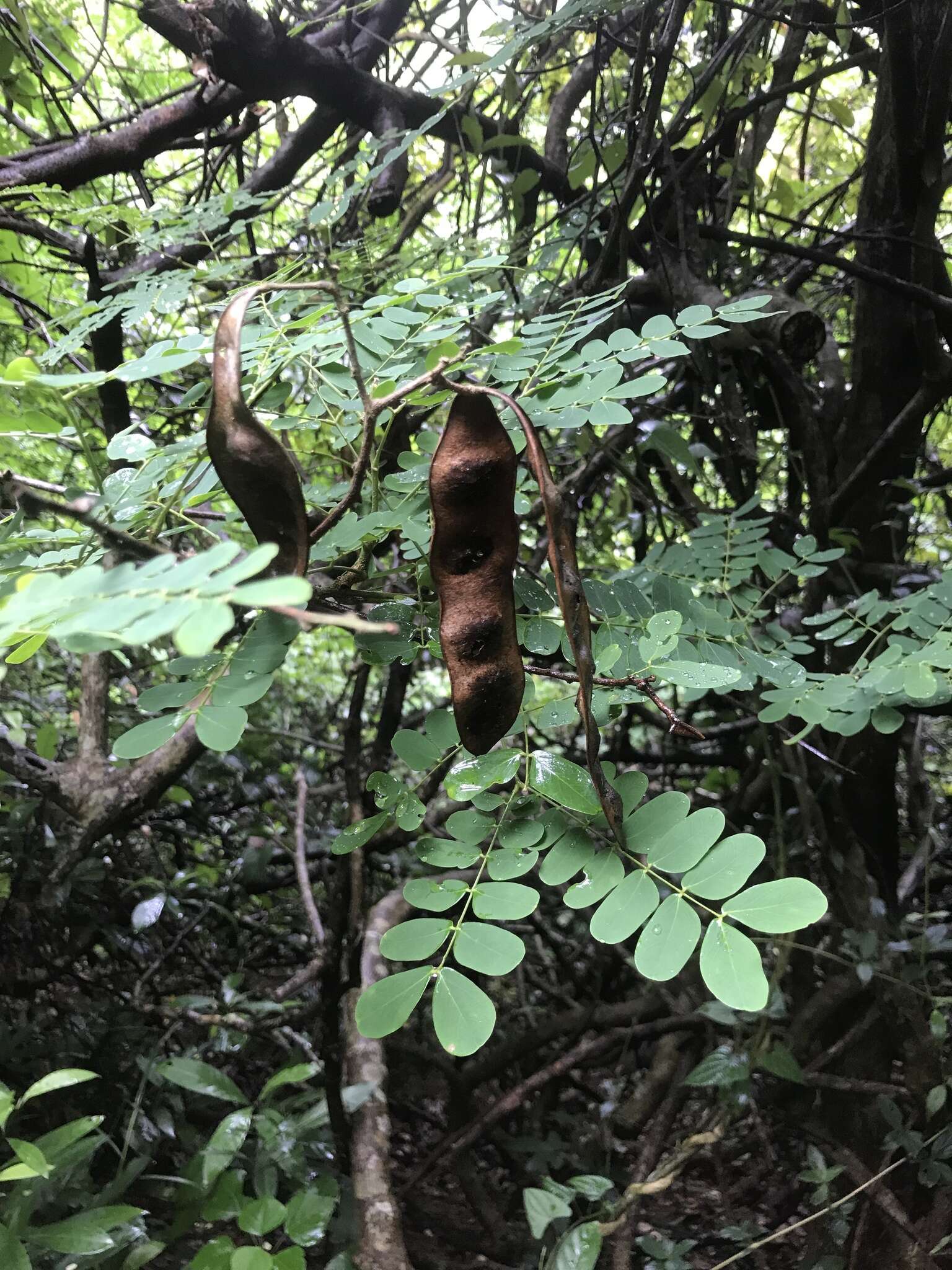 Image of Albizia corniculata (Lour.) Druce