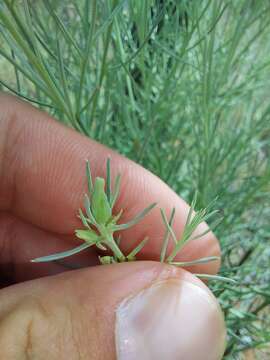 Image of Thesium celatum N. E. Br.