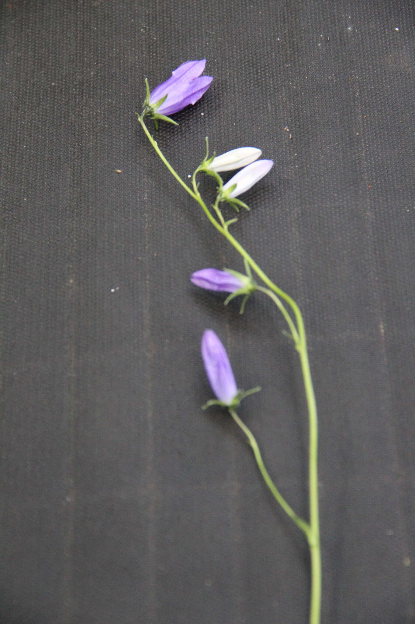 Image of Campanula collina Sims