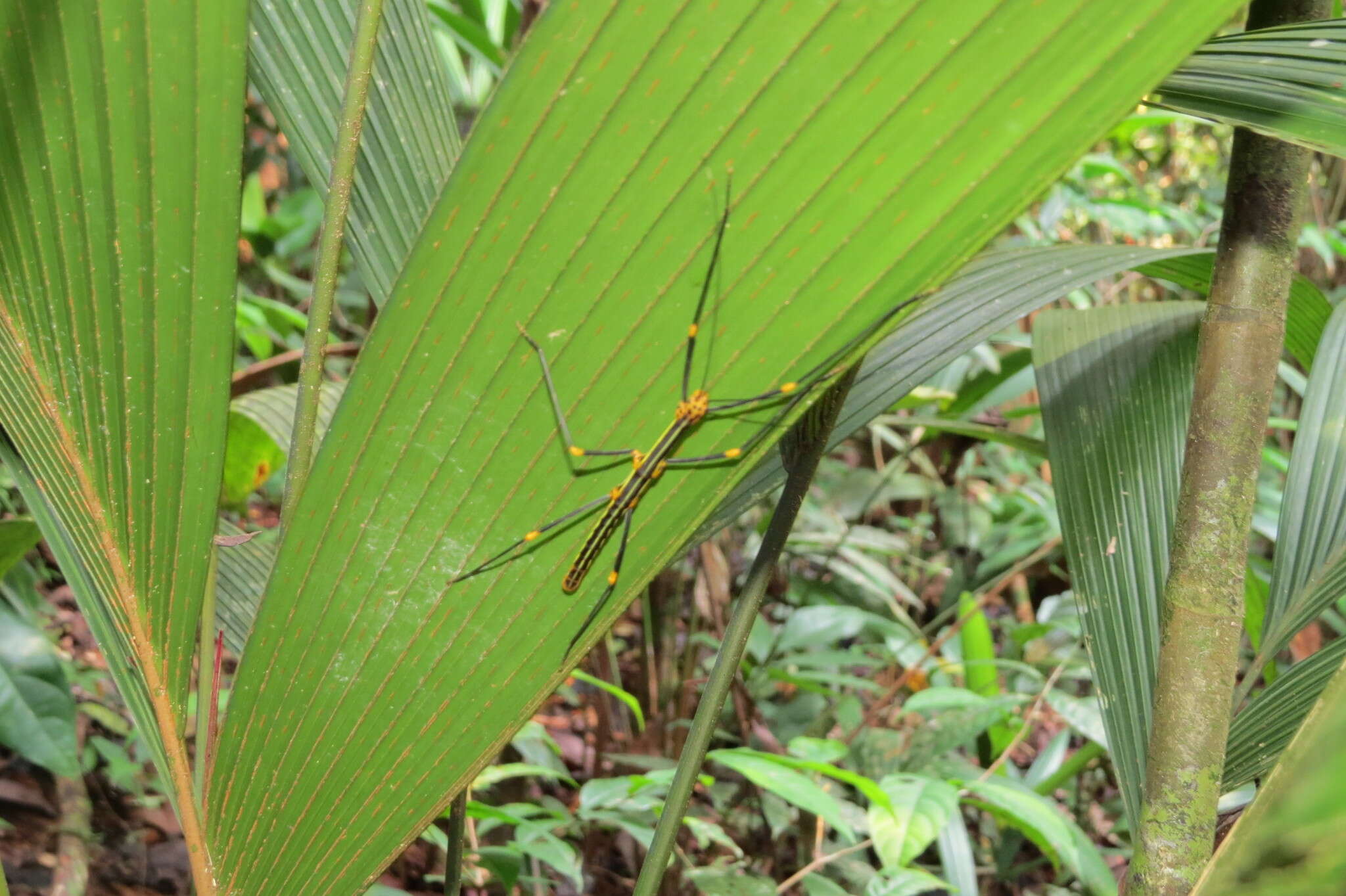 صورة Oreophoetes peruana (Saussure 1868)