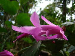 Image of Christmas Cactus