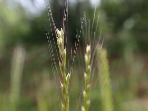 Слика од Neostapfiella perrieri A. Camus