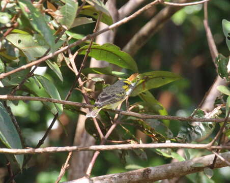 Image of Yellow-fronted Canary