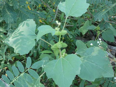 Image of Xanthium strumarium subsp. strumarium