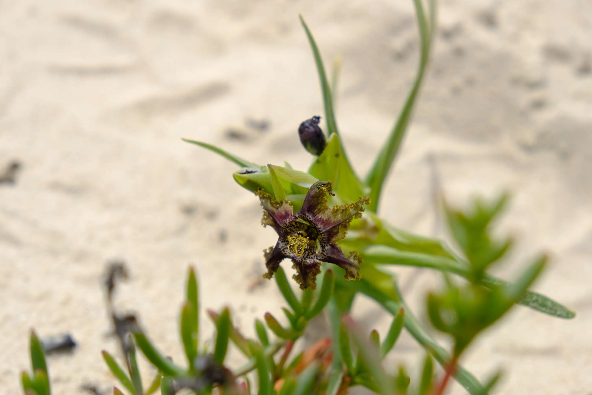 Image of Ferraria foliosa G. J. Lewis