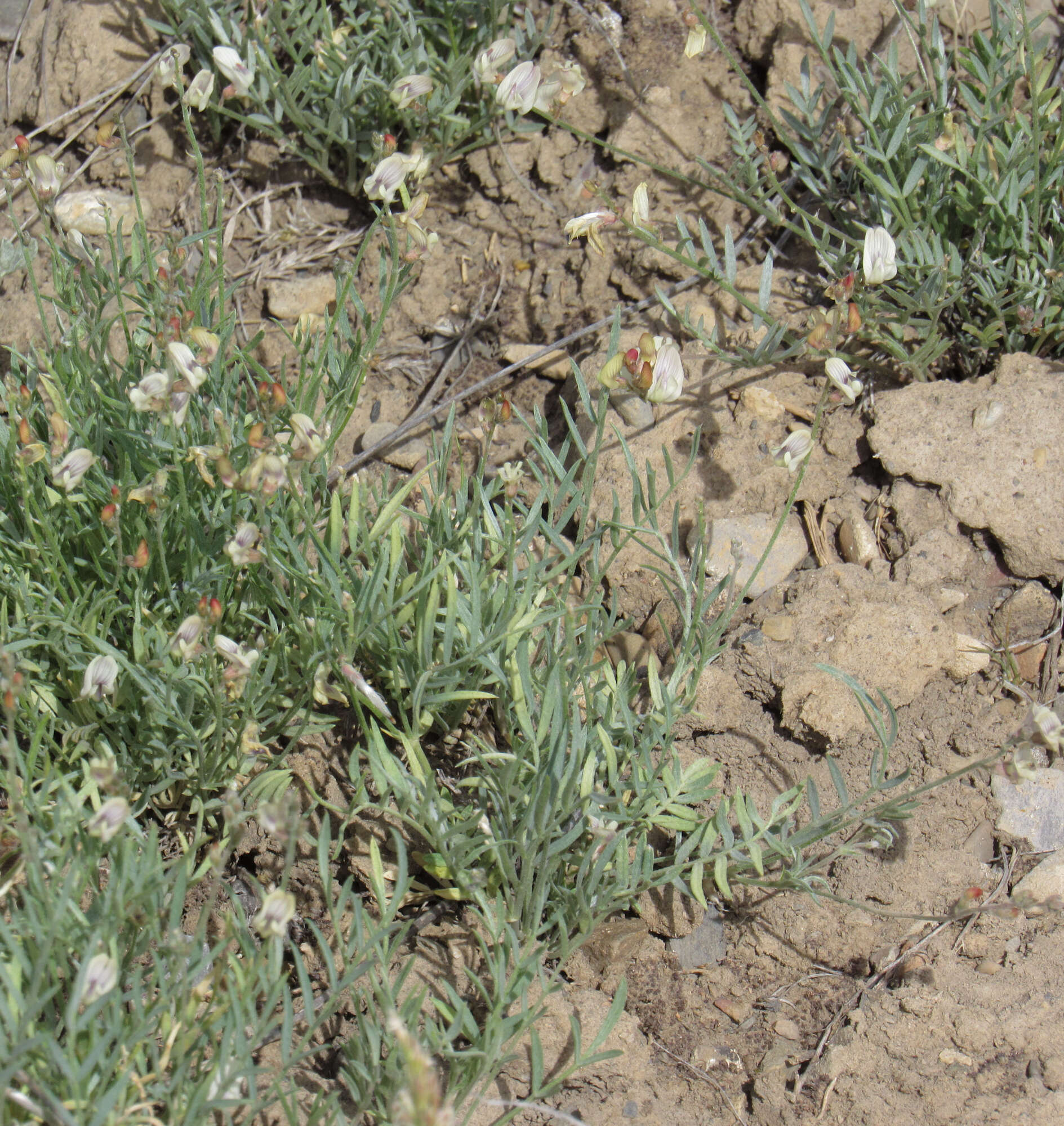 Image of Yellowstone milkvetch