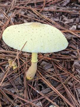 Image of Leucocoprinus tricolor H. V. Sm. 1981