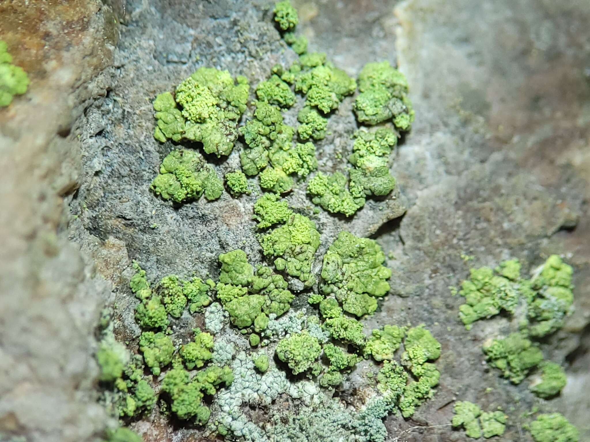 Image of rim lichen