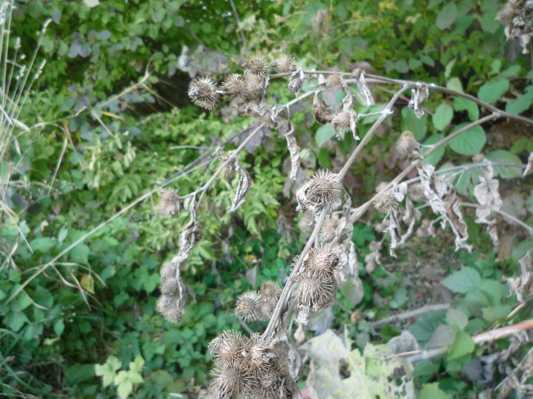 Sivun Arctium maassii (M. Schultze) Rouy kuva