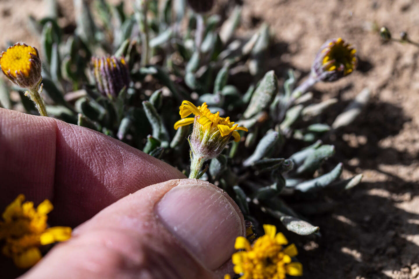 Image of hoary groundsel