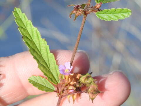 Image of Pyramid-Flower