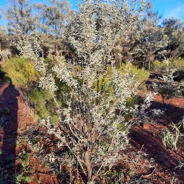 Image of Mulga