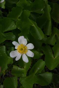 Image de Caltha leptosepala DC.