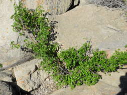 Image of Vasconcellea chilensis Planch.