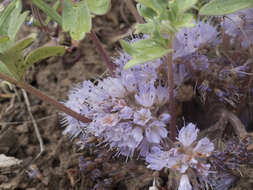 Image of <i>Hydrophyllum alpestre</i>