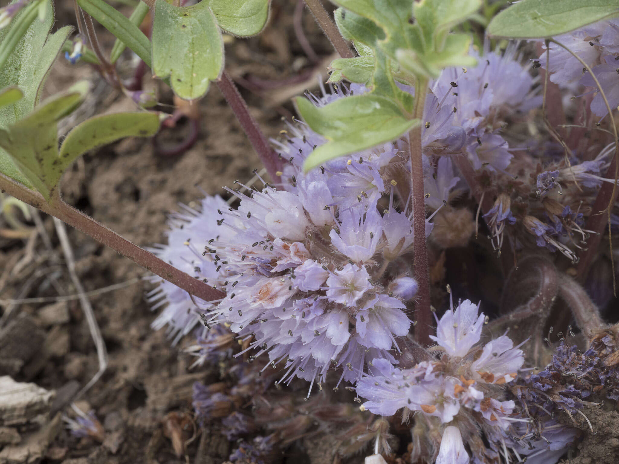 Image of <i>Hydrophyllum alpestre</i>