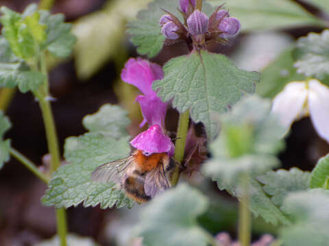 Image of Common carder bumblebee