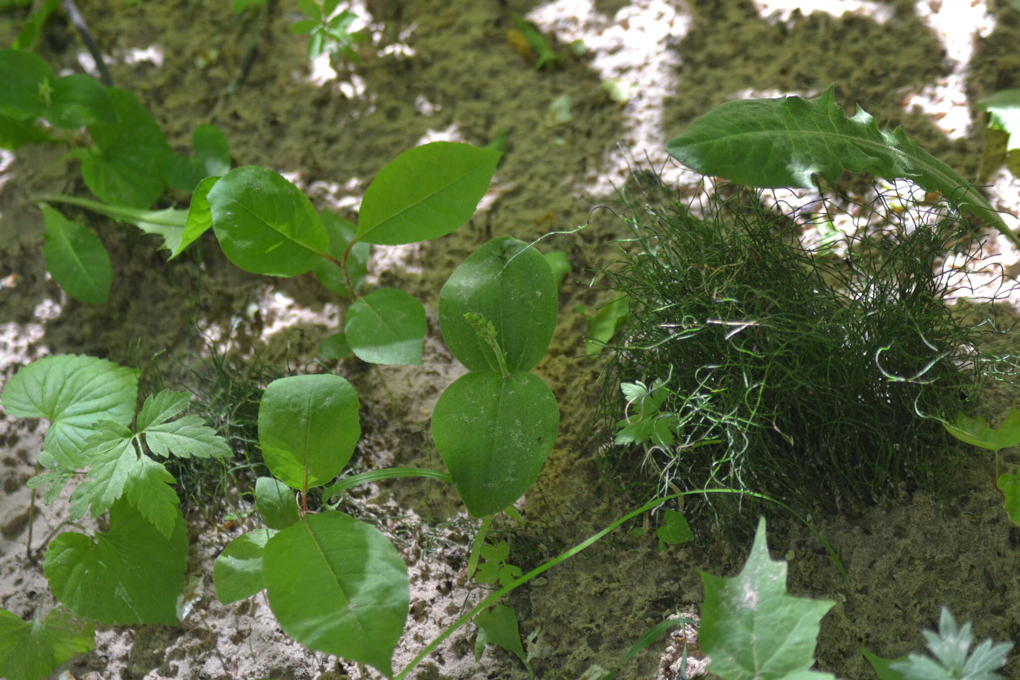 Image of Broadlipped twayblade