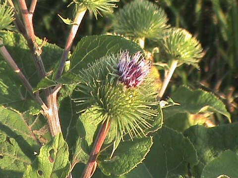 Imagem de Arctium lappa L.