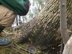 Image of Flooded Jellyskin Lichen