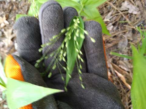 Image of Bosc's panicgrass