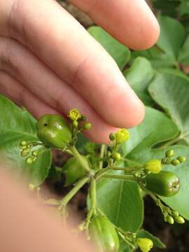 Image of Jatropha hippocastanifolia Croizat