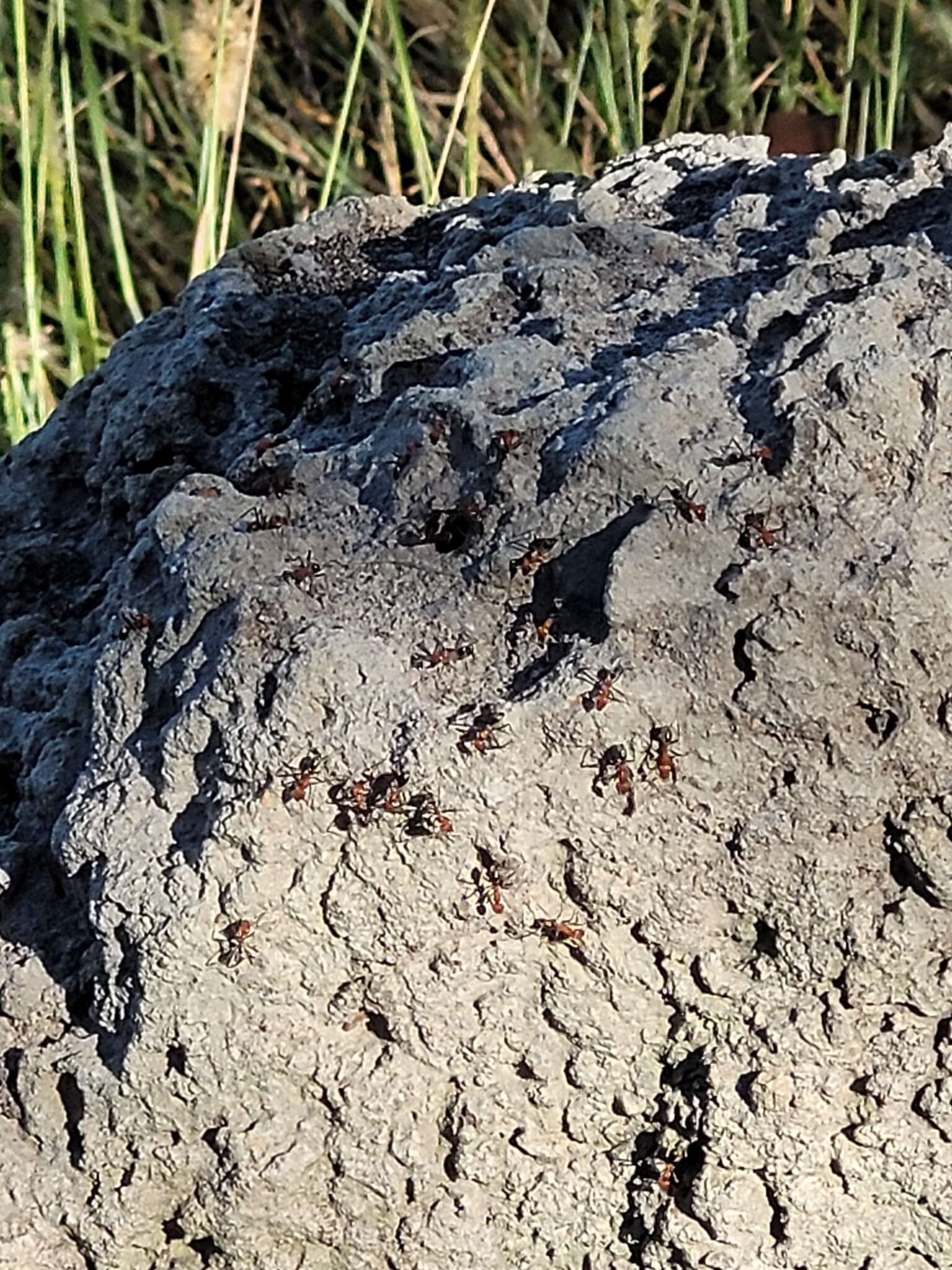 Image of Magnetic termite