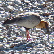 Image of Black-faced Ibis