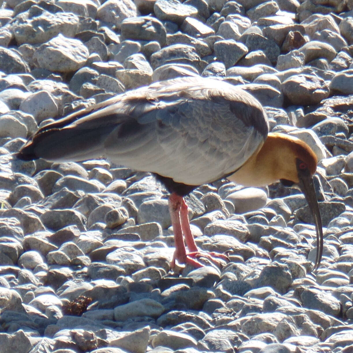 Image of Black-faced Ibis