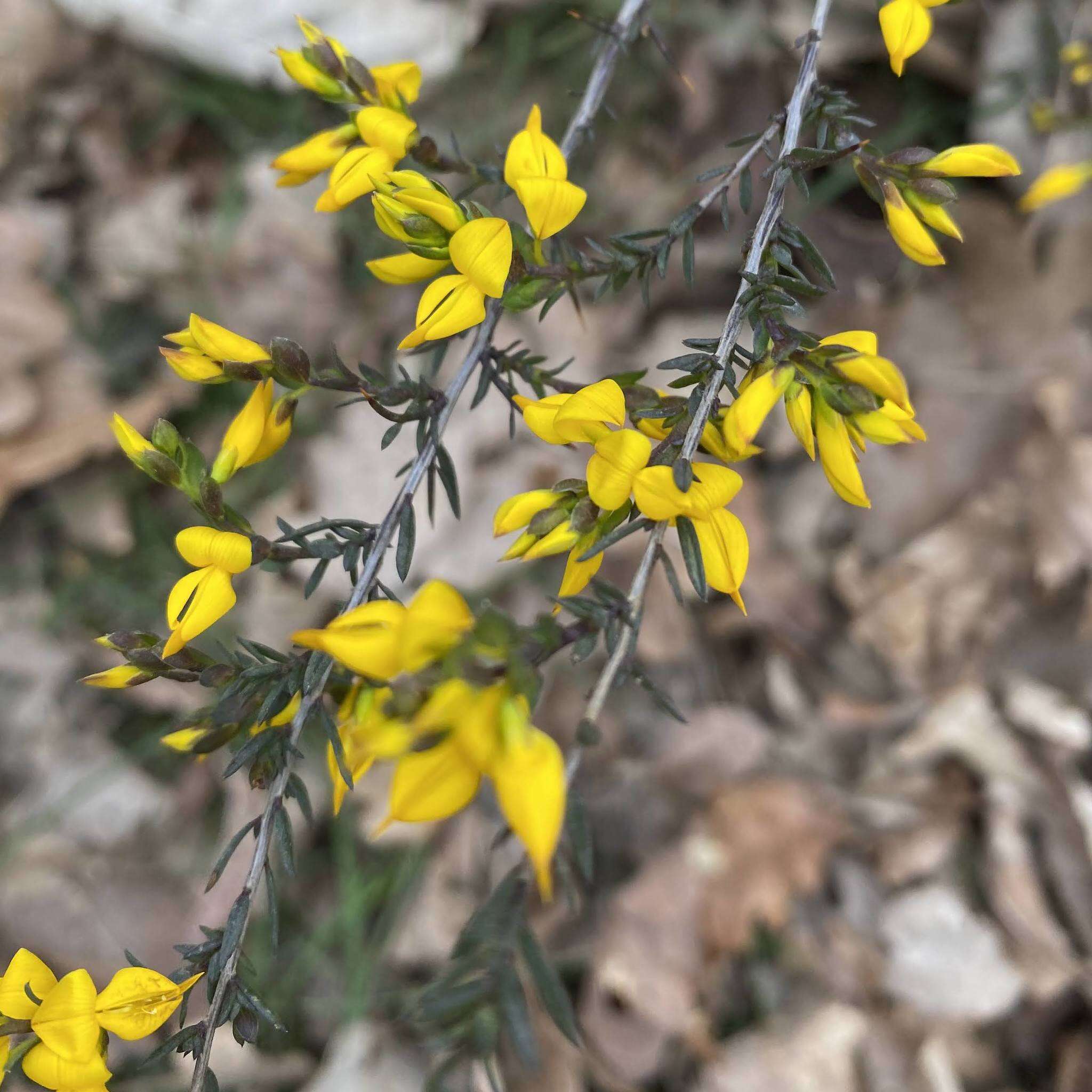 Слика од Genista anglica L.