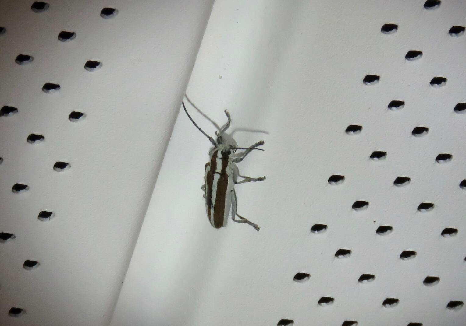 Image of Round-headed Apple Tree Borer