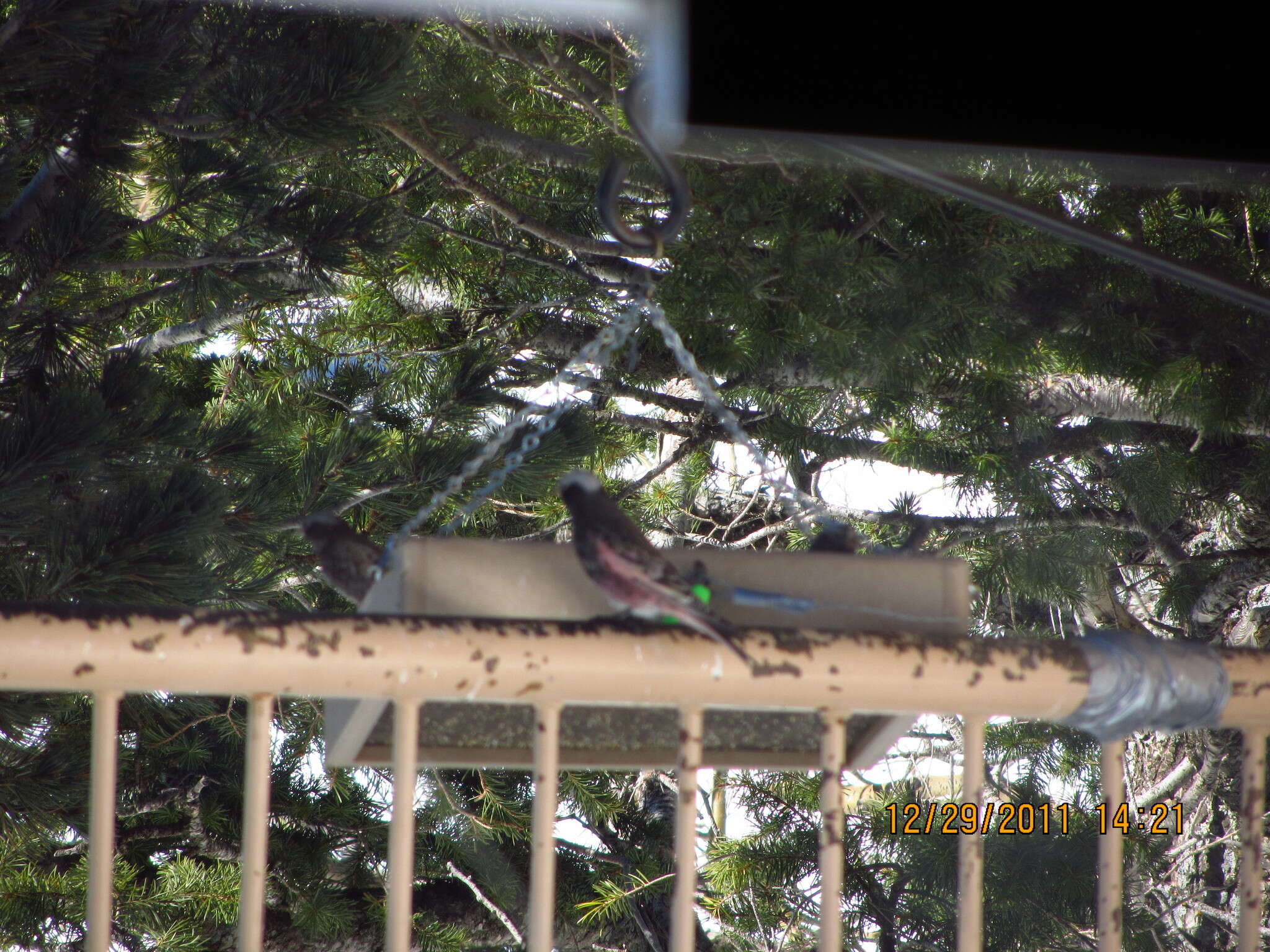 Image of Black Rosy Finch