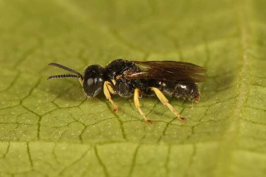 Image of Anacrabronina Ashmead 1899