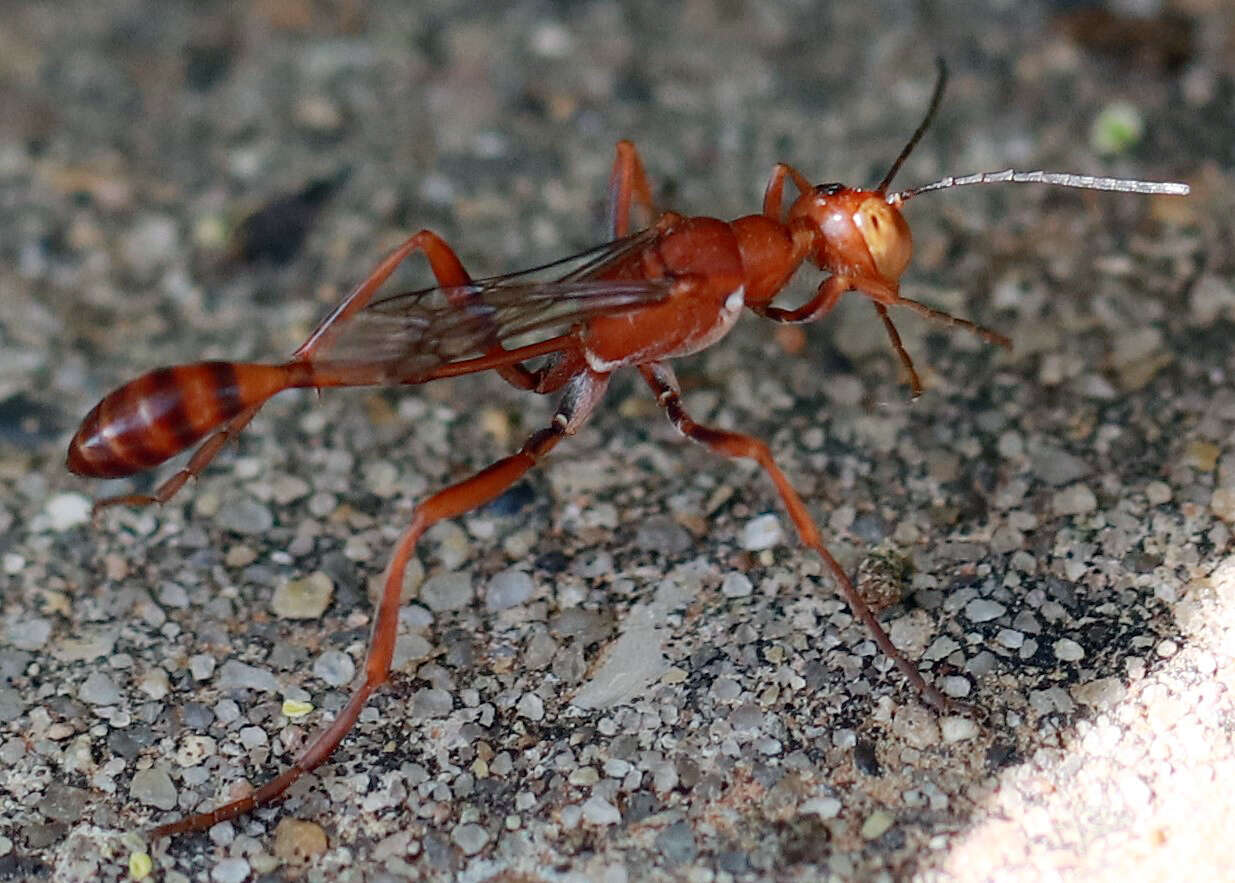 Image of Ammophila wrightii (Cresson 1868)