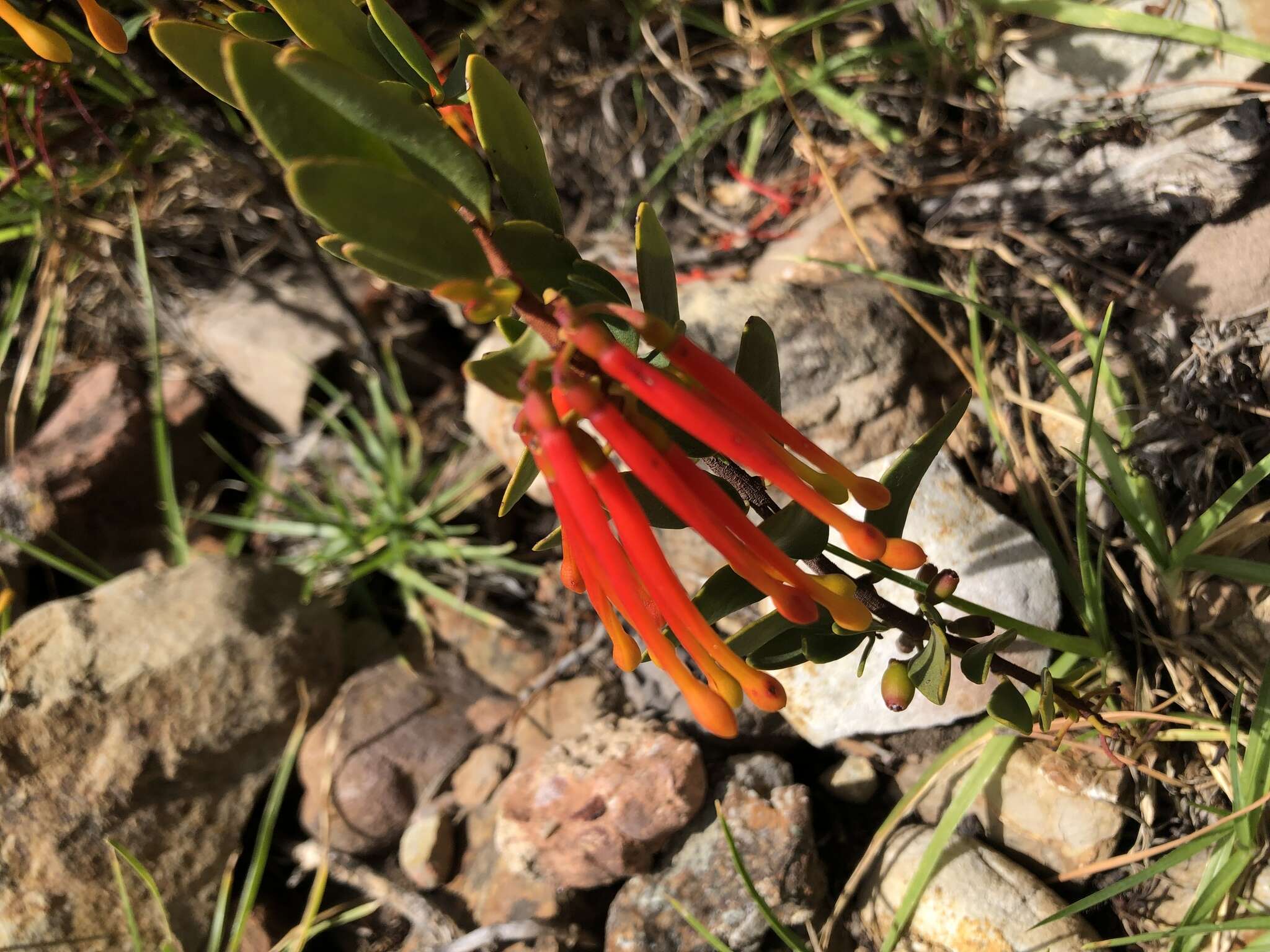 Image of Tristerix penduliflorus J. Kuijt