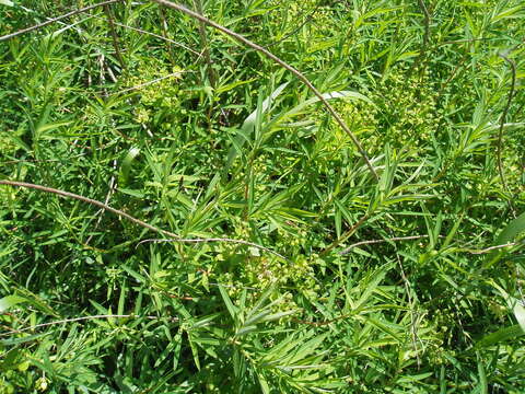 Image of Marsh Spurge