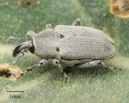 Image of Trichobaris compacta Casey & T. L. 1892