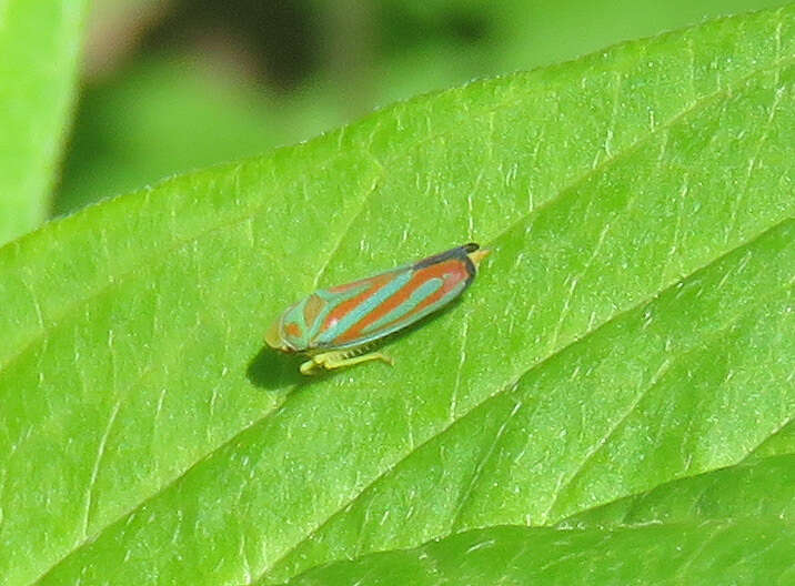 Graphocephala coccinea (Forster & J. R. 1771)的圖片