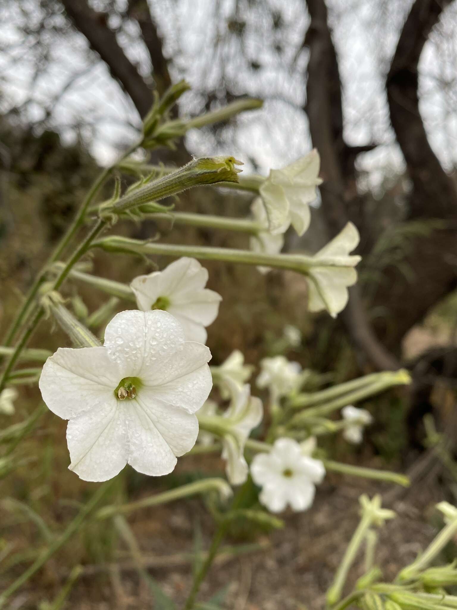 Image of manyflower tobacco