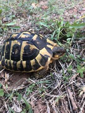 صورة Testudo hermanni hermanni Gmelin 1789