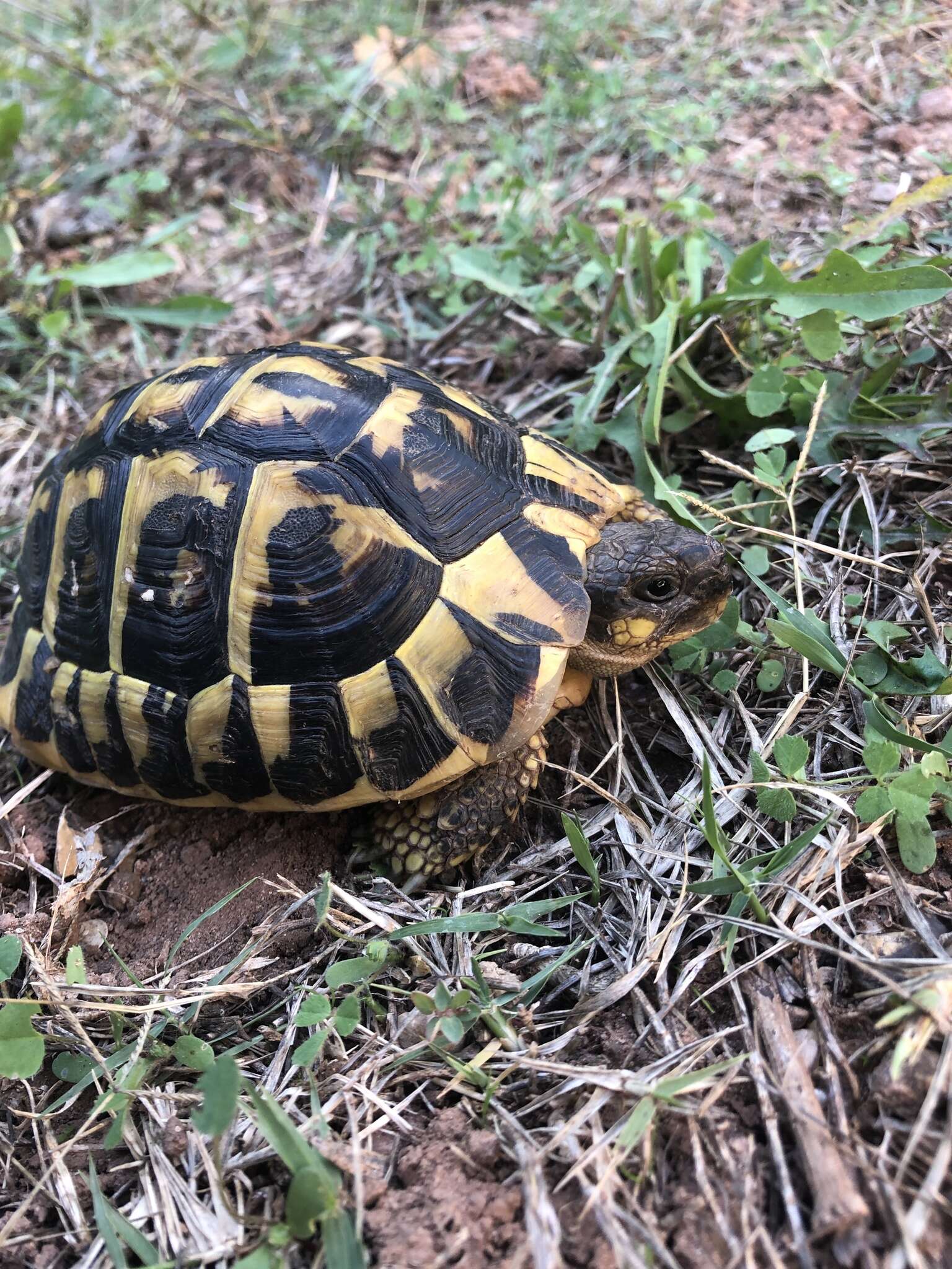 Image of Western Hermann's Tortoise