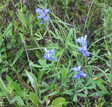 Image of Texas bluebonnet